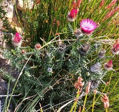 Phaenocoma prolifera