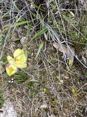 Thelymitra antennifera