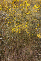 Acacia leptoclada