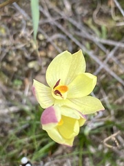 Thelymitra antennifera