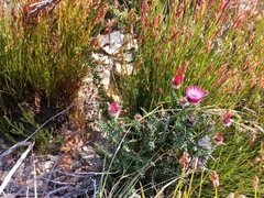 Phaenocoma prolifera