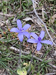 Cyanicula sericea