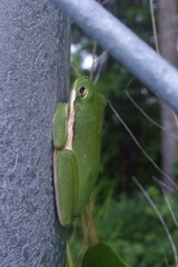 Hyla cinerea
