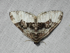 Euphyia intermediata