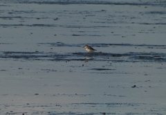 Anarhynchus frontalis