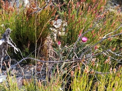 Phaenocoma prolifera