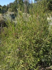 Passerina