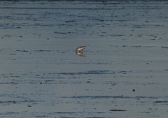 Anarhynchus frontalis