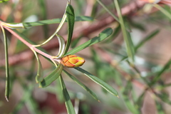 Lambertia formosa
