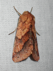 Pyrrhia exprimens