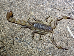 Paruroctonus silvestrii