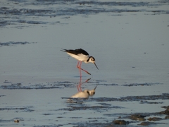 Himantopus leucocephalus