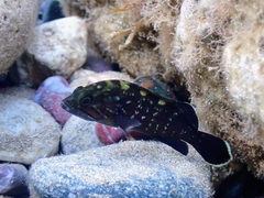 Epinephelus marginatus