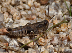 Phaulacridium vittatum