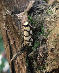 Scaptesyle dichotoma