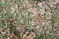 Lambertia formosa