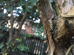 Scaptesyle dichotoma