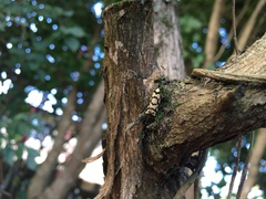 Scaptesyle dichotoma