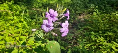 Ruellia occidentalis