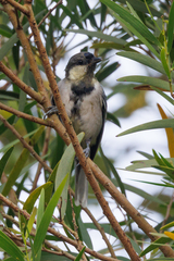 Parus minor commixtus