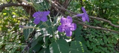 Ruellia occidentalis