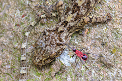 Dindymus sanguineus