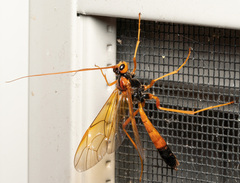 Opheltes glaucopterus