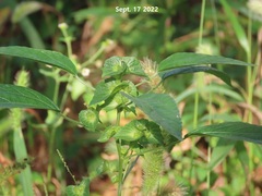Acalypha australis