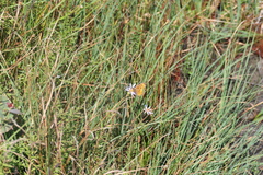 Boloria selene