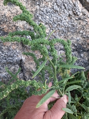 Atriplex littoralis