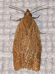 Clepsis consimilana