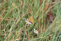 Boloria selene
