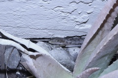 Elgaria multicarinata multicarinata