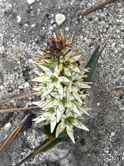 Wurmbea spicata