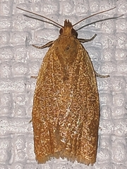 Clepsis consimilana