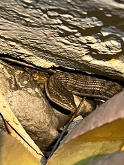 Elgaria multicarinata multicarinata