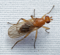 Dryomyza
