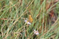 Boloria selene