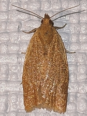 Clepsis consimilana