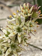 Wurmbea spicata