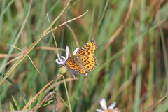 Boloria selene