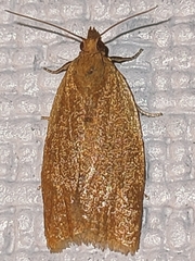 Clepsis consimilana