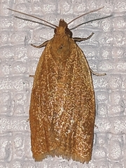 Clepsis consimilana