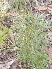 Lycopodium deuterodensum