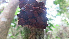 Phylloporia