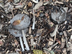 Coprinopsis