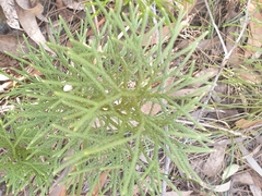 Lycopodium deuterodensum