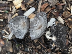 Coprinopsis