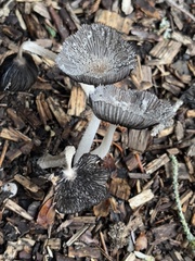 Coprinopsis