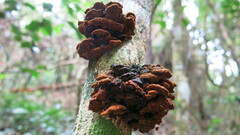 Phylloporia